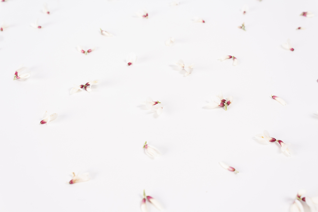 Little white floral buds on light background.